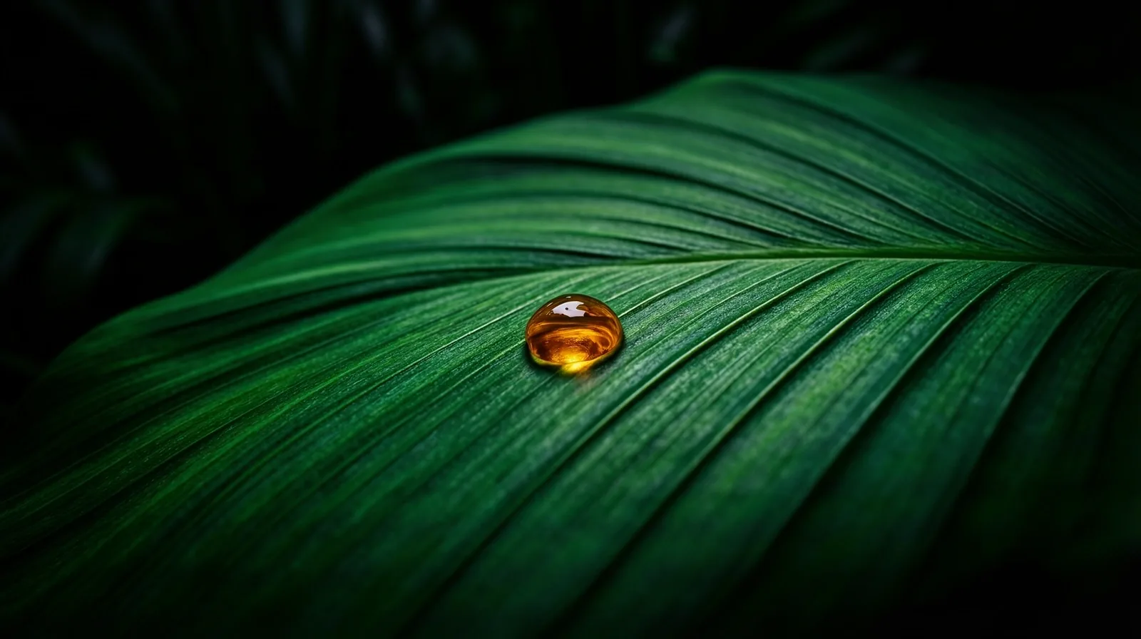 Botanical detail representing nutritional purity